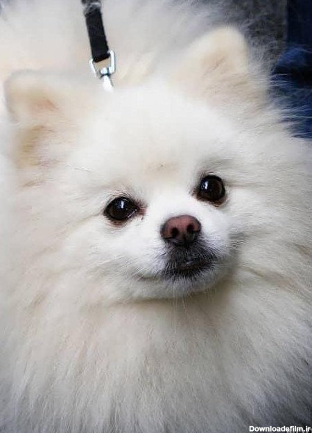 عکس سگ پشمالو سفید