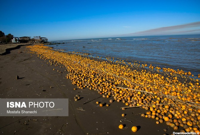 ورود پرتقال های یخ زده به ساحل دریای مازندران | پایگاه اطلاع رسانی رجا