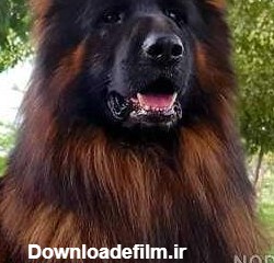 عکس سگ ژرمن مو بلند - عکس نودی