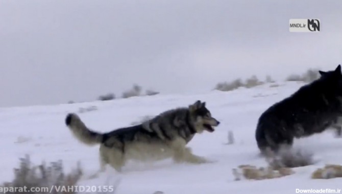 جنگ و نبرد گرگ ها در هوای برفی