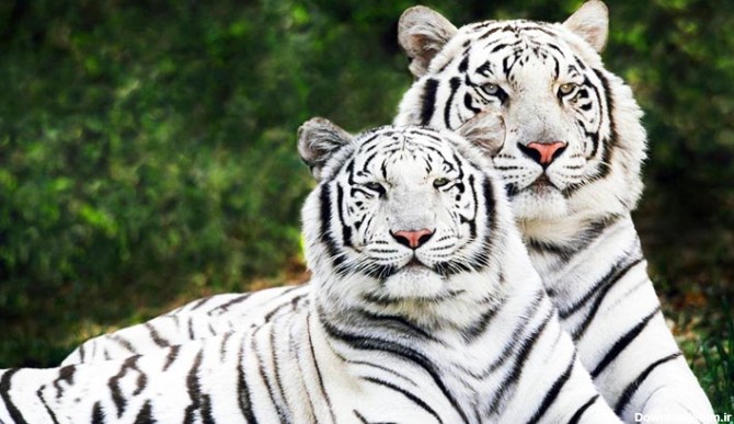 مجموعه عکس زیبا ترین حیوانات جهان (جدید)