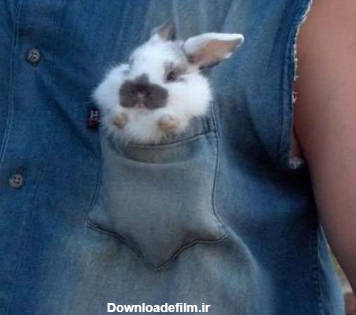 خرگوش جیبی.... - عکس ویسگون
