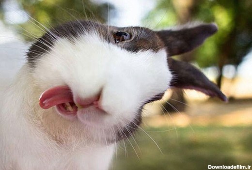 خرگوش های زبون دراز! (+عکس)