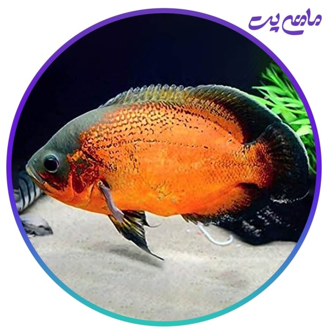 خرید ماهی اسکار مسی 5 تا 7 سانتی متر - ماهی پت| فروشگاه اینترنتی ...