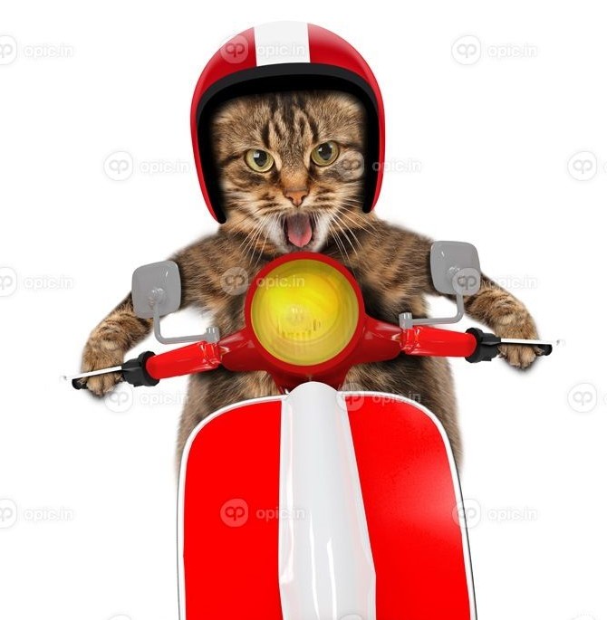 دانلود گربه خنده دار رانندگی یک موتور سیکلت | اوپیک