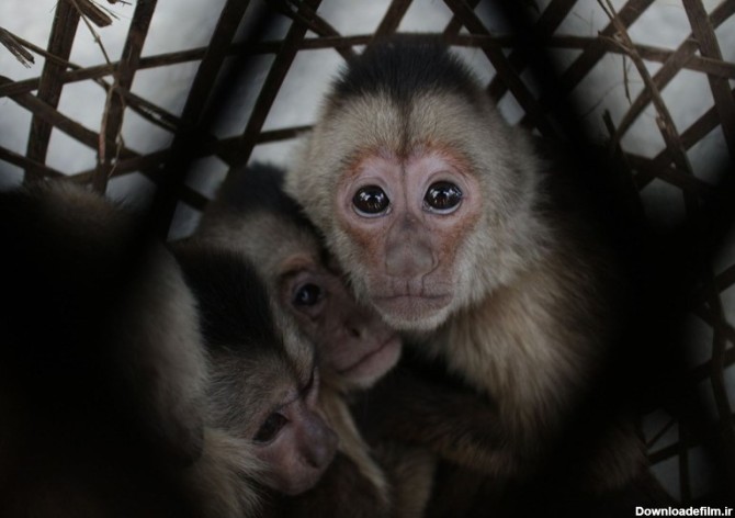 کشتار بی رحمانه میمون ها دست مایه فخرفروشی انسان ها!/ خطر ...