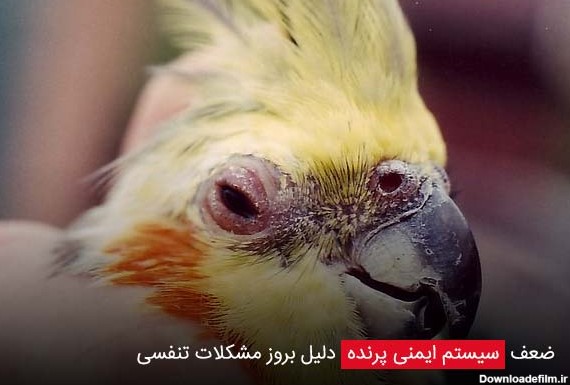 ضعف سیستم ایمنی پرنده دلیل بروز مشکلات تنفسی - چیکن دیوایس