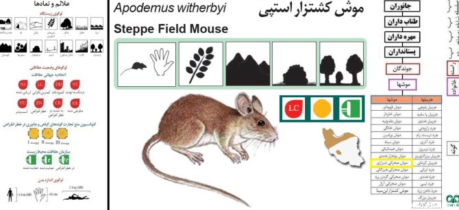 گونه موش صحرایی شیرازی|موش کشتزار استپی