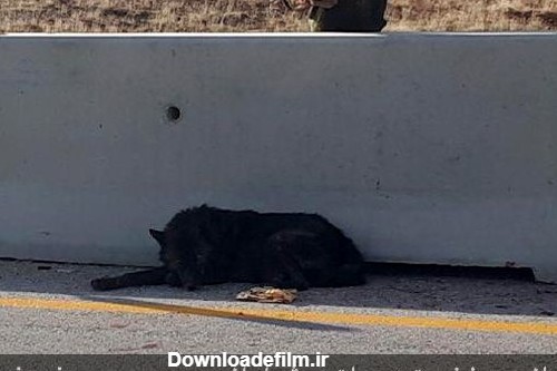 یک گرگ سیاه رنگ بسیار زیبا بر اثر برخورد با خودرو در دالاهو از بین ...