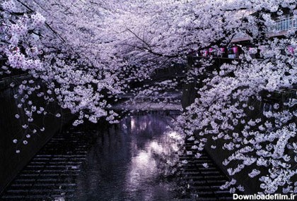 فصل شکوفه های گیلاس در ژاپن (+عکس)