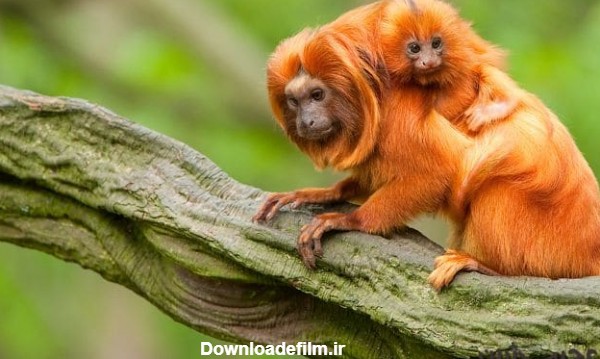 ۱۵ تا از شگفت‌انگیزترین موجودات جنگل‌های آمازون! | عجیب‌ترین