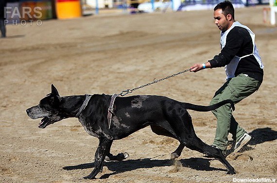 فرارو | (تصاویر) فستیوال سگ های شکاری