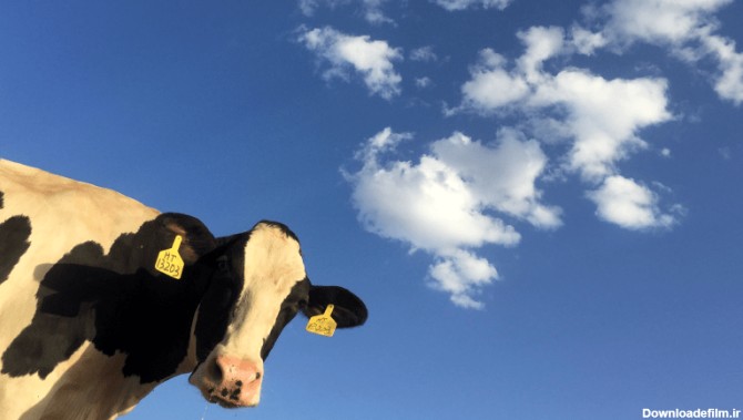 خصوصیات گاو های هلشتاین - مزرعه و دامداری بهاران