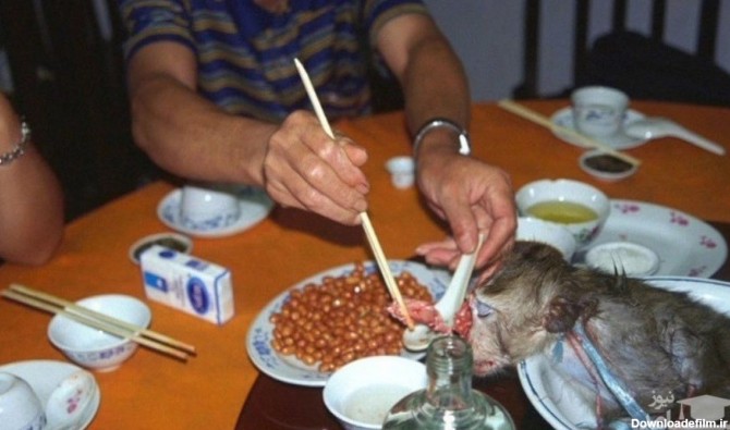 ۵ غذای عجیب که با شکنجه حیوانات تهیه می‌شود!
