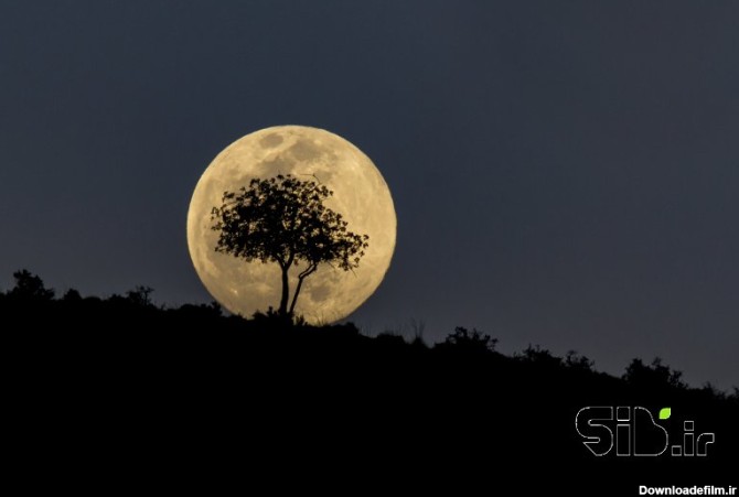 فروش تابلو عکس درخت ماه اثر مرتضی نعمتی