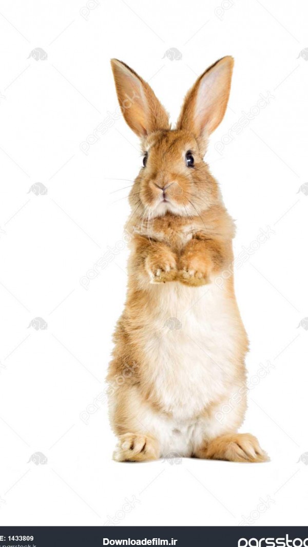 خرگوش خنده دار ایستاده در پاهای عقب خود است 1433809