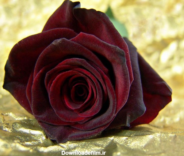 گل رز - عکس ویسگون