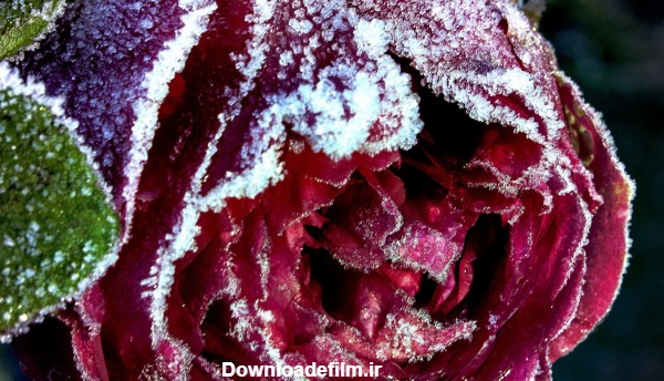 والپیپر گل رز قرمز یخ زده - والپیپر اچ دی