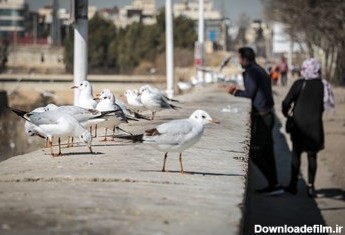 مرغان دریایی میهمان زمستانی شیراز / آب‌بند نهراعظم بلوار چمران