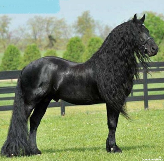 زیباترین اسب سیاه جهان+ عکس | طرفداری