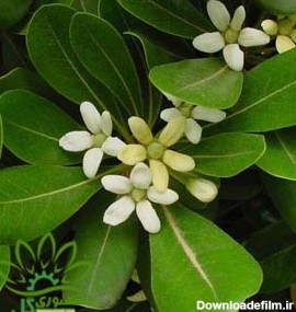 میخک هندی - گل و گیاه منصوری
