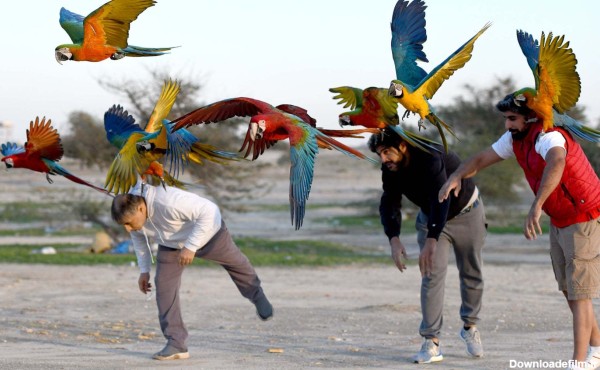 تصاویر) طوطی باز‌های کویت - تصاوير بزرگ - کبنانیوز