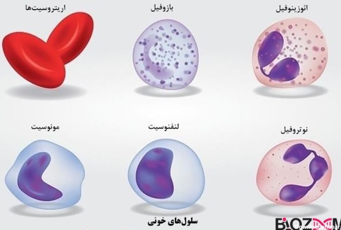خون چیست؟ اجزا، وظایف و ناهنجاری ها - به زبان ساده | مجله بیوزوم