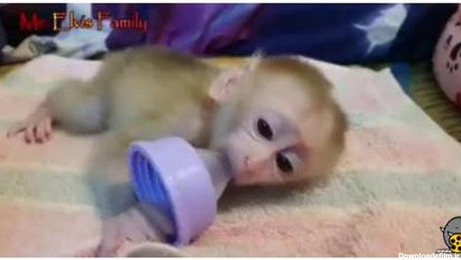 بچه میمون بی حوصله به خارش افتاده - فیلو