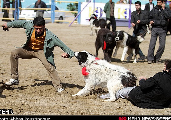 تصاویری از جشنواره سگ‌ در اصفهان