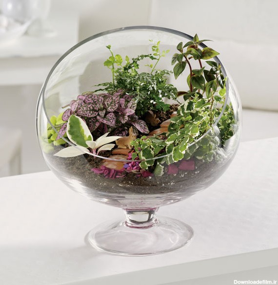 گلدان شیشه ای باغ کوچک مخصوص ساخت انواع تراریوم و دیش گاردن ...