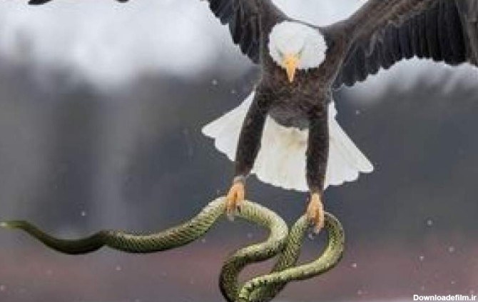 عقاب مار خطرناک را درحمله‌ای برق آسا شکار کرد - بهار نیوز