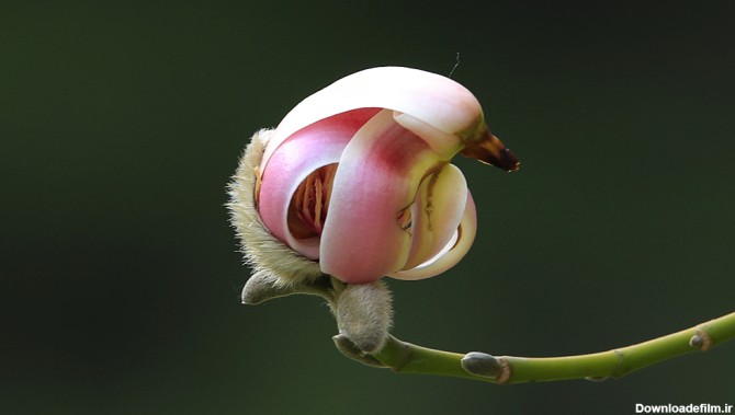 فرارو | (تصاویر) این گیاه ۱۵۰۰ ساله، زیباترین گل جهان است/ رایحه ...