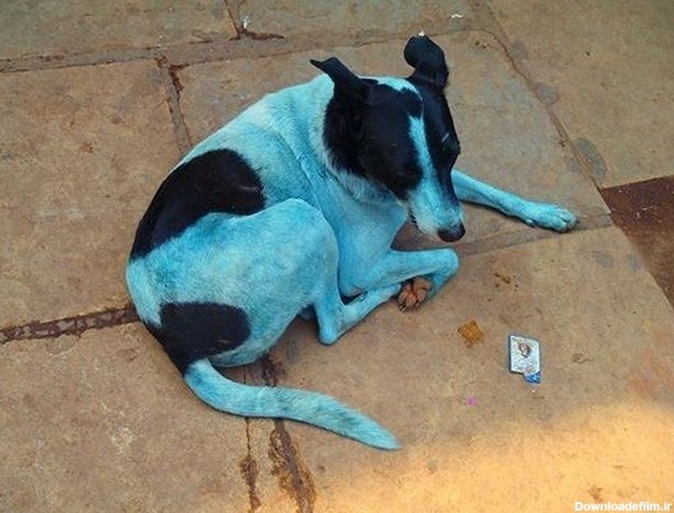 راز آبی شدن سگ‌های بمبئی+فیلم و عکس