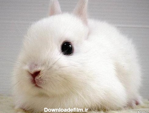 مجموعه عکس خرگوش پشمالو سفید کوچولو (جدید)