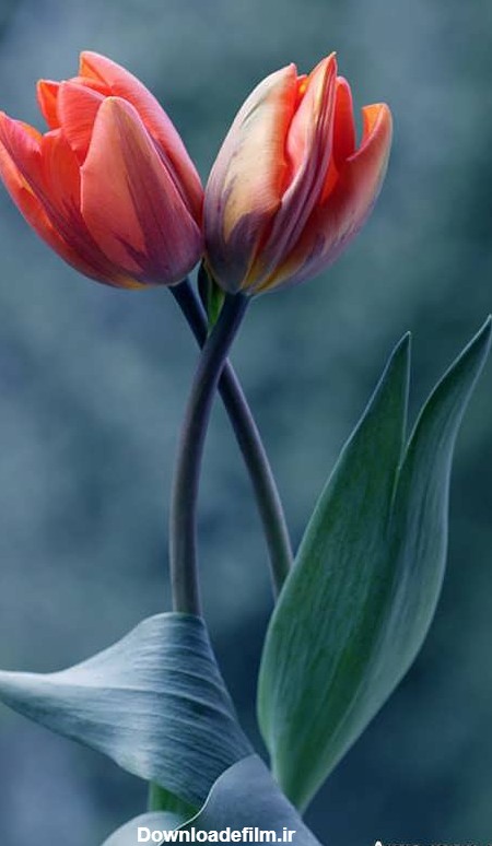 عکس گل لاله زیبا برای پروفایل