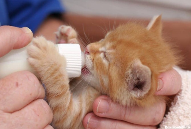 شیر دادن به بچه گربه