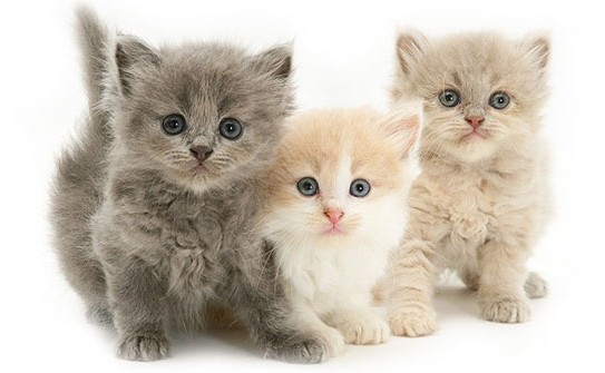 بچه گربه - شیر خشک گربه - شیشه شیر و غذای خشک بچه گربه - پت شاپ شاپرک