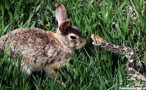 خرگوش زبل در مقابل مار سمی+ تصاویر