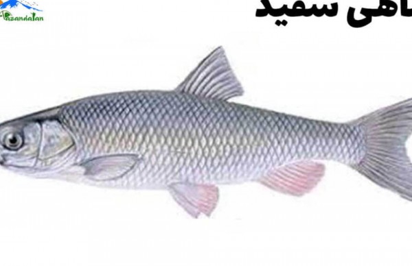 ماهی سفید
