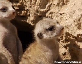 فیلم Meerkats Secrets of an Animal Superstar - میرکت ها ...
