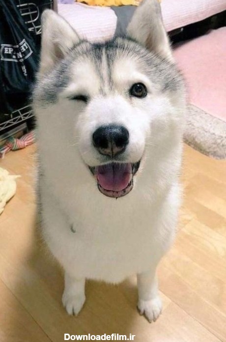 عکس سگ هاسکی برای پروفایل | عکس سگ هاسکی سفید چشم آبی