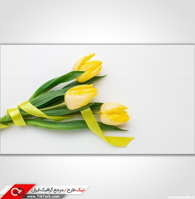دانلود تصویر با کیفیت گل لاله زرد | تیک طرح مرجع گرافیک ایران