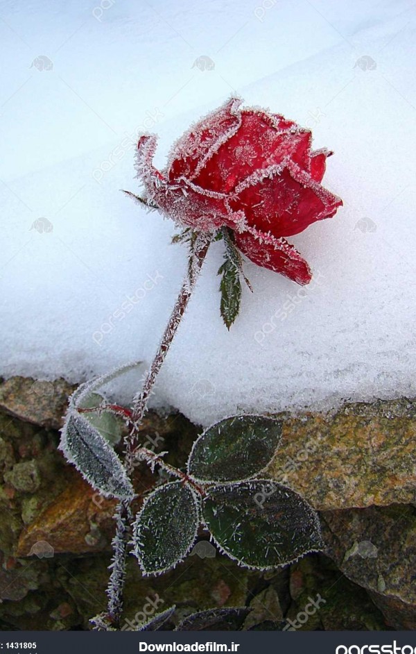 نقاشی های گل را فراموش کرده ام گل سرخ با سوزن سرما از یخ پوشانده ...