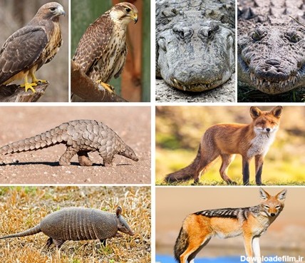 ۱۴ حیوانی که اغلب با هم اشتباه می‌گیرید و راه‌های تشخیص آن‌ها (+ ...
