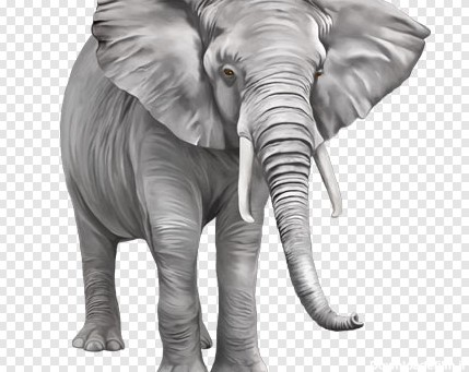فایل دوربری شده فیل خاکستری بصورت ترانسپرنت با پسوند png