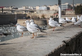 مرغان دریایی میهمان زمستانی شیراز / آب‌بند نهراعظم بلوار چمران