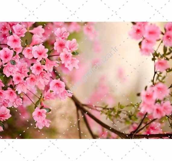 دانلود عکس پس زمینه شکوفه های صورتی زیبا