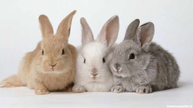 فهرستی از نژادهای مختلف خرگوش (قسمت اول)-@ITPetnet