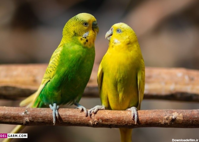 50 عکس خاص و دیدنی از مرغ عشق های رنگارنگ