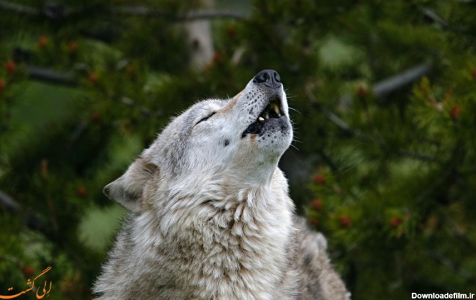 مقابله با حمله گرگ